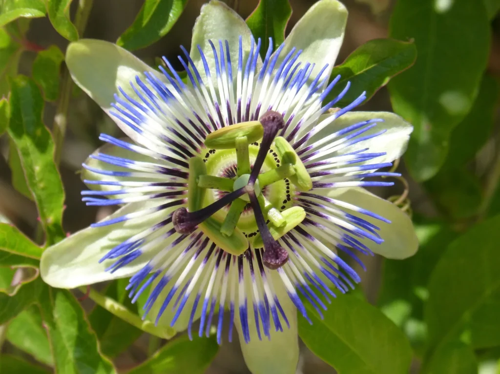 Geöffnete blau-weiße Passionsblüte zwischen grünen Blättern